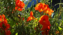 Nasturtiums Front Yard